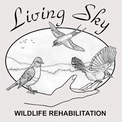 Living Sky Wildlife Rehabilitation Living Sky Wildlife Rehabilitation